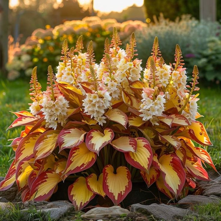 🌱 Hosta Flower Seeds+Plant Growth Serum Free🎁