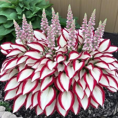 🌱 Hosta Flower Seeds+Plant Growth Serum Free🎁